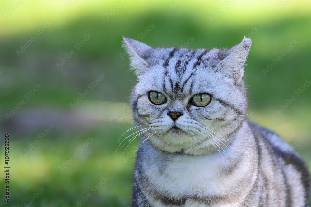 Britisch Kurzhaar Katze Britisch Kurzhaar Katze