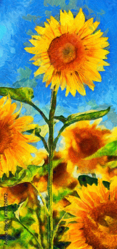 Obraz na plátne Sunflowers