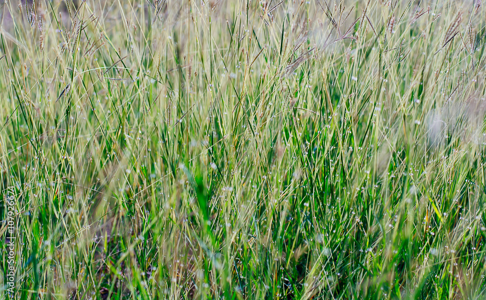 sunlight on green grass sunlight on green grass