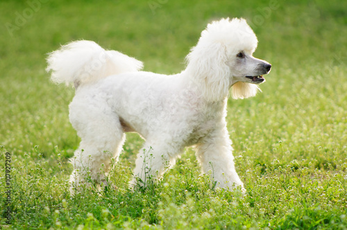 White poodle dog outdoors on green grass photo