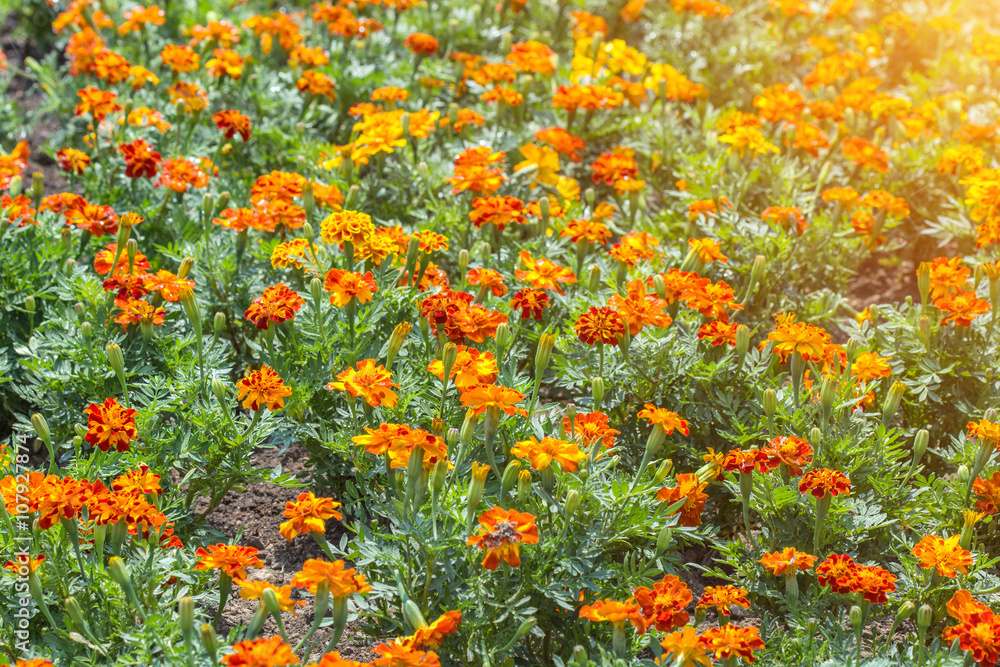 Closeup marigold flowers