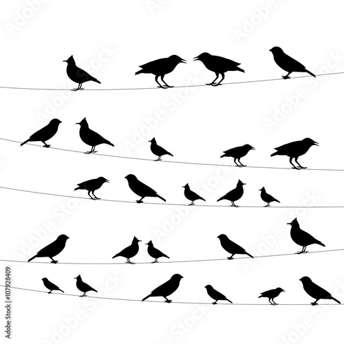 birds on the wires
