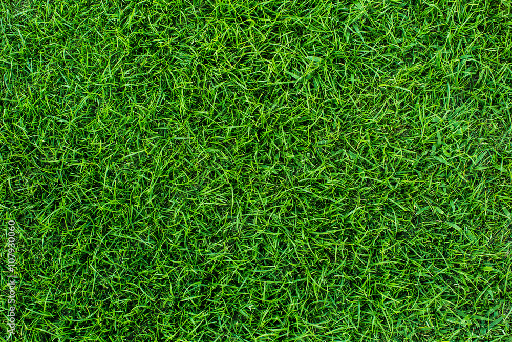 Background of a green grass. Texture green lawn Background of a green grass. Texture green lawn