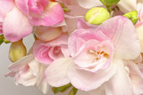closeup freesia flowers white pink