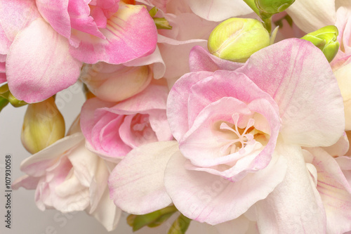 Fototapeta Naklejka Na Ścianę i Meble -  closeup freesia flowers white pink