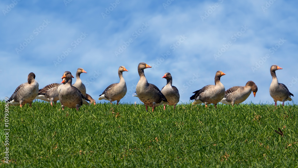 Graugänse vor blauem Himmel auf einem Feld Graugänse vor blauem Himmel auf einem Feld
