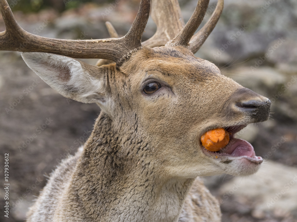 Obraz premium Deer eating
