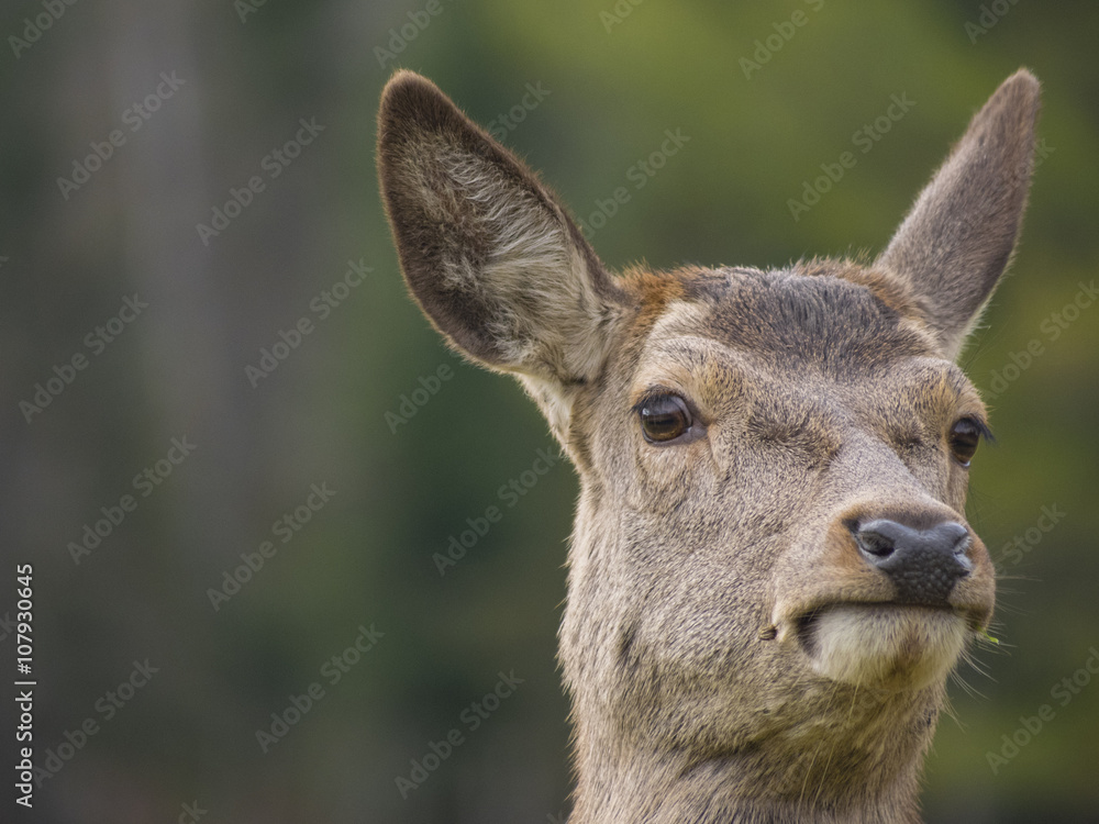 Deer in the woods