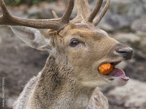 Deer eating 