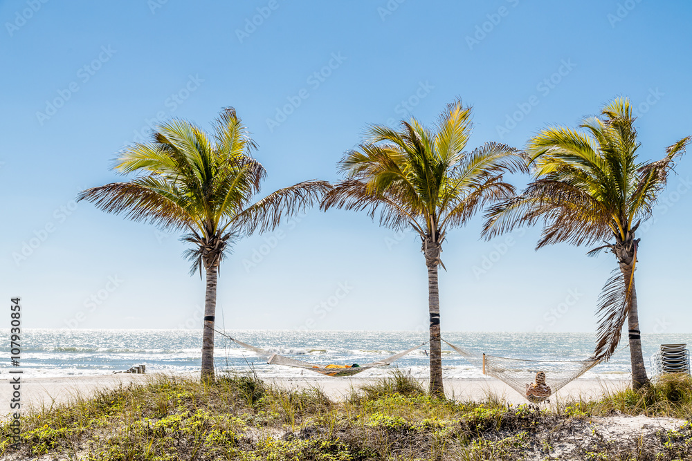 Hammocks and Palm Trees