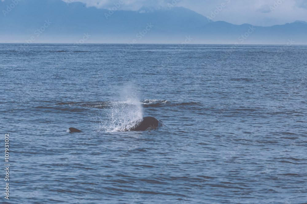 whale whale