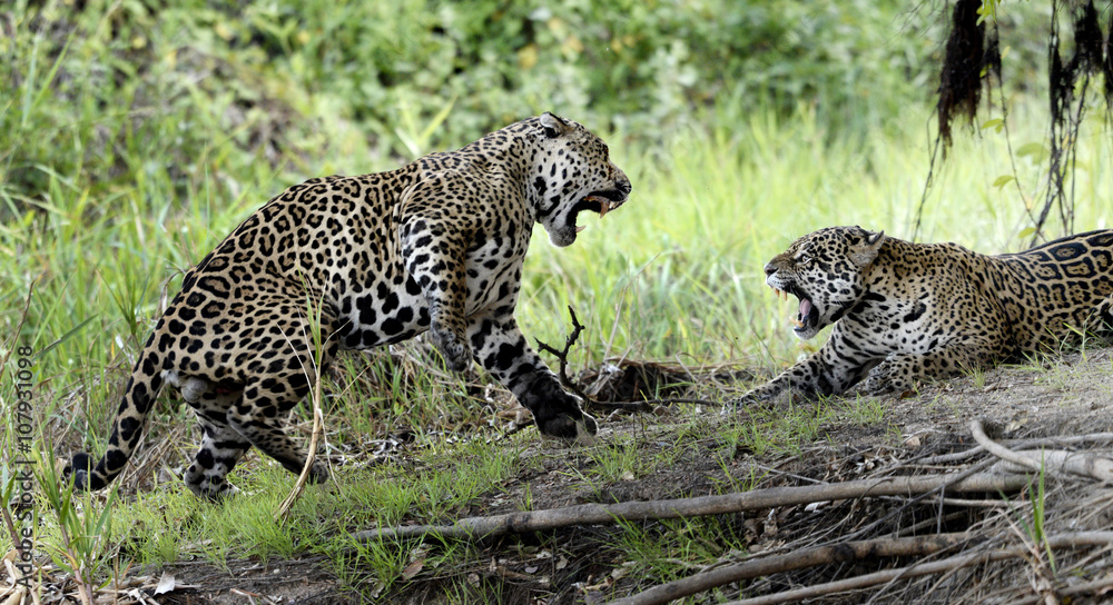 20151024 Jaguars fazem amor et son muito furioso..Foto de: Jan Fleischmann 20151024 Jaguars fazem amor et son muito furioso..Foto de: Jan Fleischmann