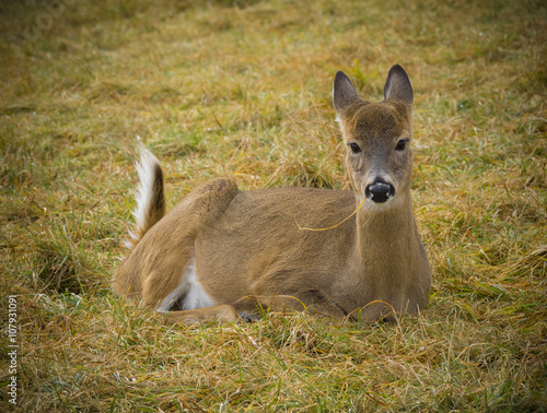 Fototapeta Naklejka Na Ścianę i Meble -  Deer sitting