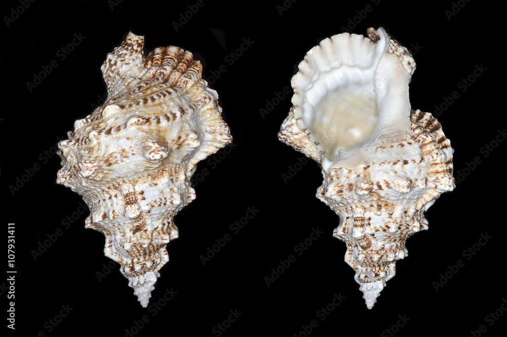 Tutufa bubo (giant frog snail), a species of large gastropod mollusk in the family Bursidae, the frog shells Tutufa bubo (giant frog snail), a species of large gastropod mollusk in the family Bursidae, the frog shells
