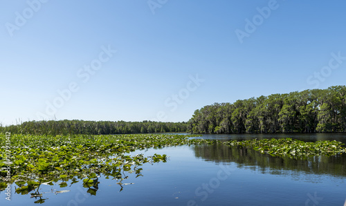 Central Florida lake, with trees on the shore and vegetation on the waters surface