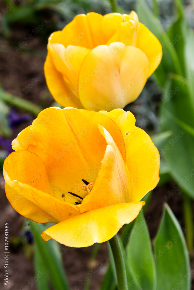Yellow Tulips in Flower Yellow Tulips in Flower