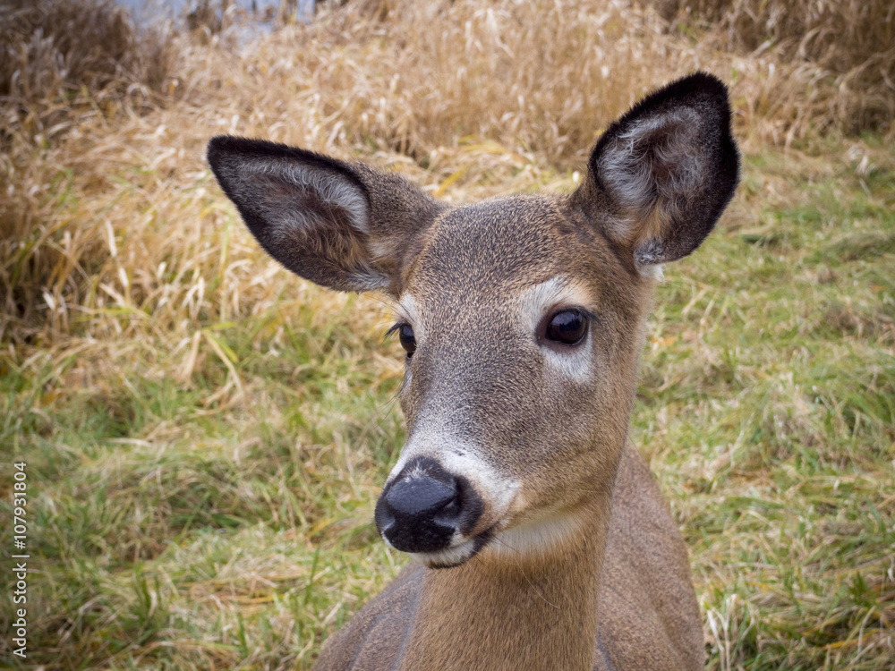 Cute deer 