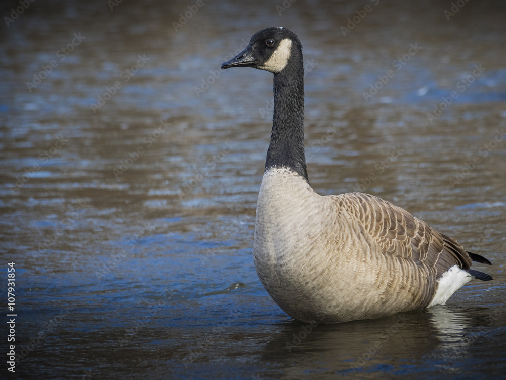 Canada goose Canada goose