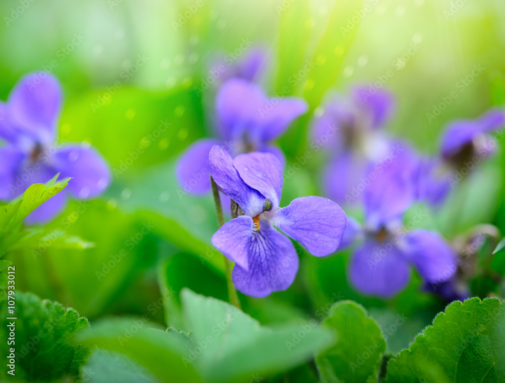 Viola odorata (Sweet Violet, Viola odorata) blooming in spring close-up. Nature background Viola odorata (Sweet Violet, Viola odorata) blooming in spring close-up. Nature background