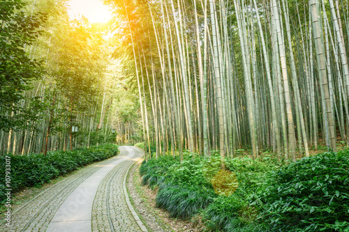 Quiet Bamboo forest trail in Hangzhou  China