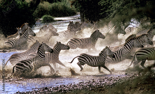 Sebrorna rusar upp från Seronerafloden innan något rovdjur kommer fram. . De är på väg till Masai Mara i södra Kenya. .Foto:Jan Fleischmann.+46 501 191 09, 070-590 17 74