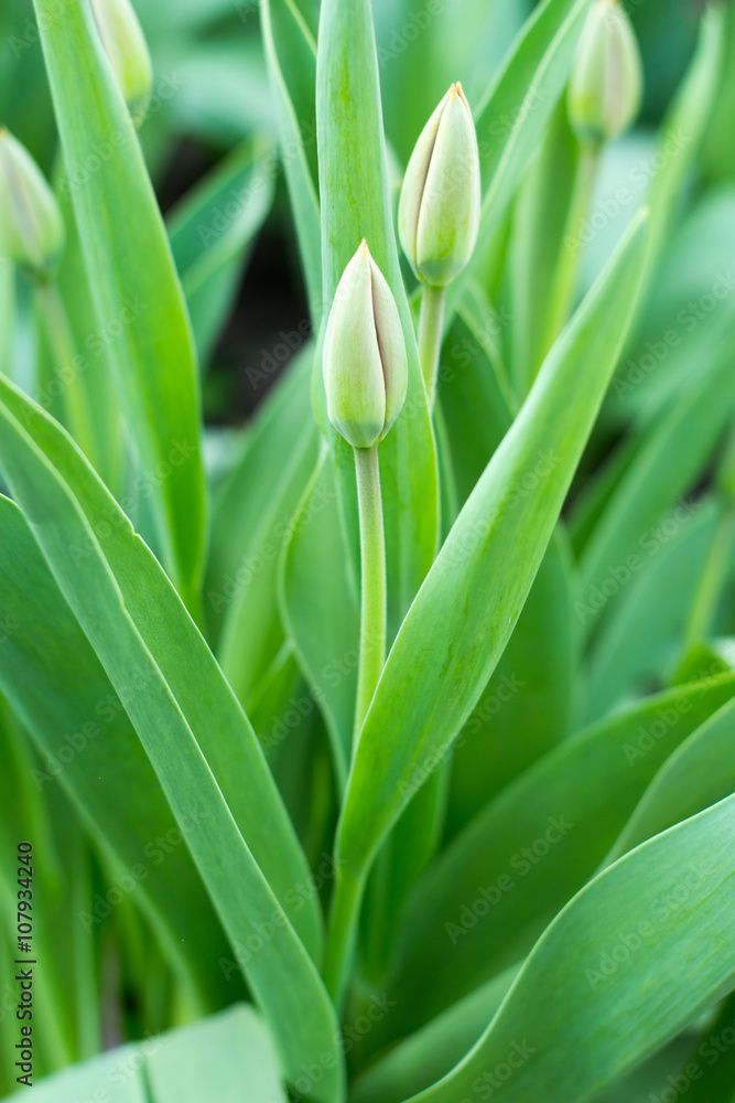 tulip plant tulip plant