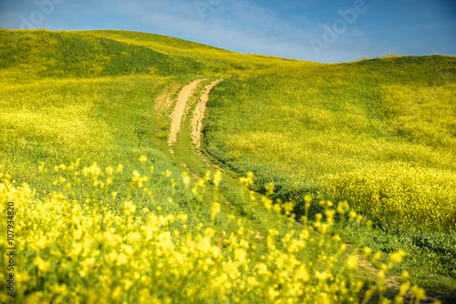 Canvas Print Spring landscape with yellow rape against the blue sky.