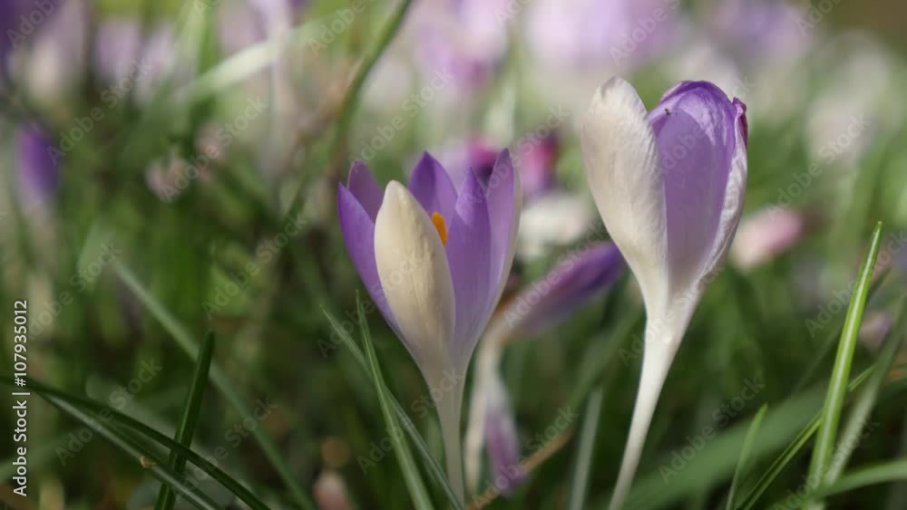 Shallow DOF iris family crocus flower on the wind natural background spring day 4K 2160p 30 fps UHD video - Bi-color crocus plant shallow DOF close-up 4K 3840X2160 UHD footage Shallow DOF iris family crocus flower on the wind natural background spring day 4K 2160p 30 fps UHD video - Bi-color crocus plant shallow DOF close-up 4K 3840X2160 UHD footage