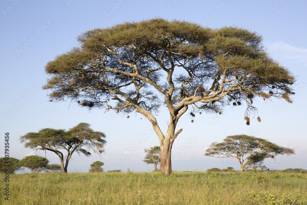 Fototapeta premium Acacia tree in african landscape