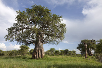 Leinwandbilder Baobab Baobab in afrikanischer Naturlandschaft  © Pedro Bigeriego