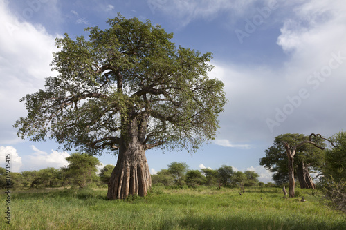 Baobab tree in african landscape