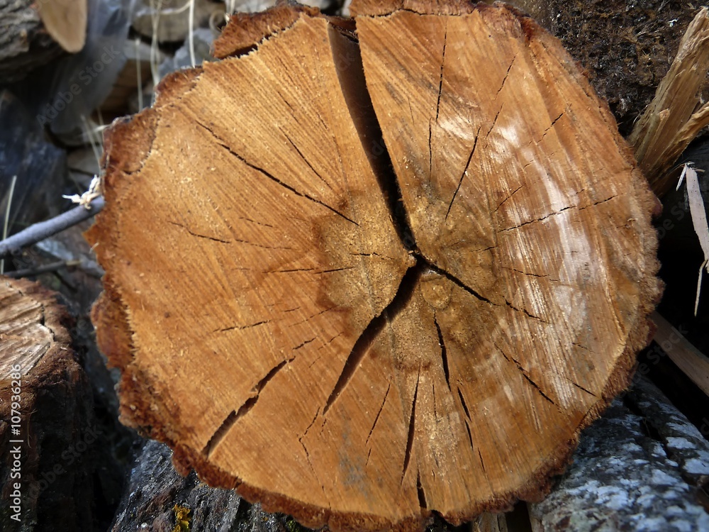 Naklejka premium TRONCO DE UN ÁRBOL AGRIETADO