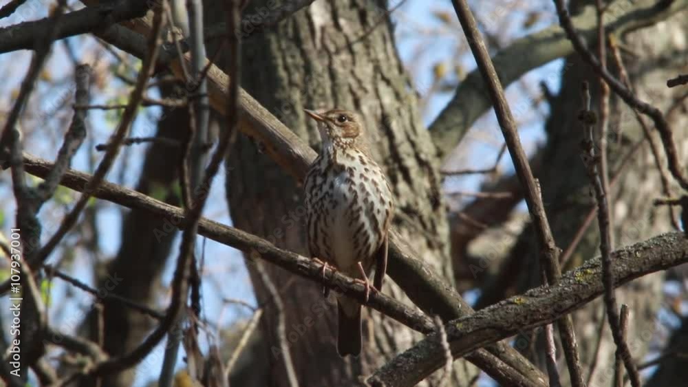 singing thrush in the wood in the spring. fotage with a sound singing thrush in the wood in the spring. fotage with a sound