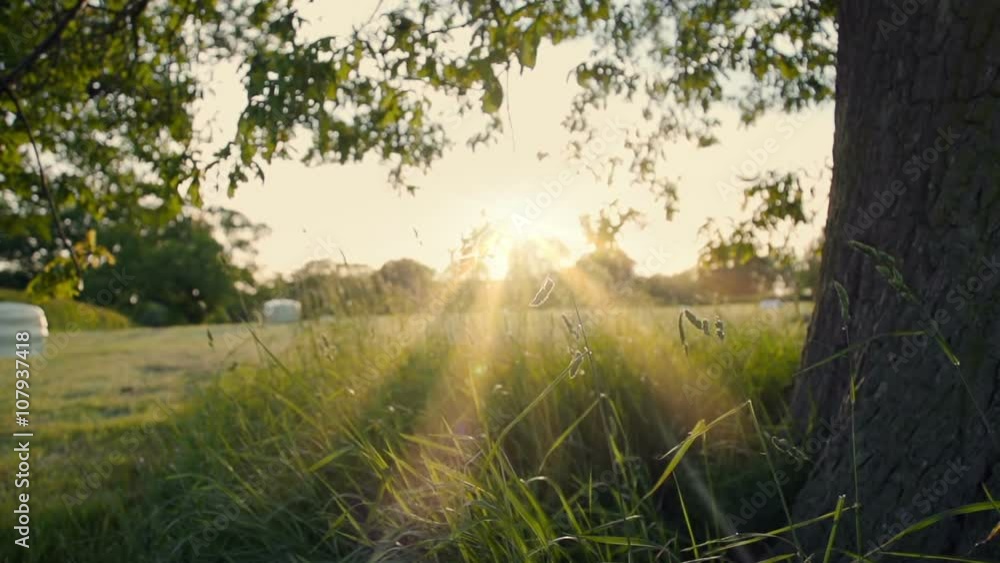 Under An English Oak Tree At Sunset. Filmed early summer at 240fps of the British landscape. Under An English Oak Tree At Sunset. Filmed early summer at 240fps of the British landscape.