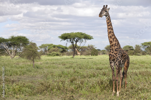 Giraffe bull in african landscape 
