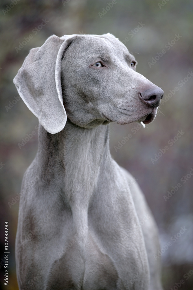 Weimaraner Dog portrait close up