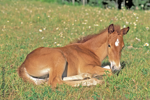 Quarter Horse Foal resting in flower meadow © rima15