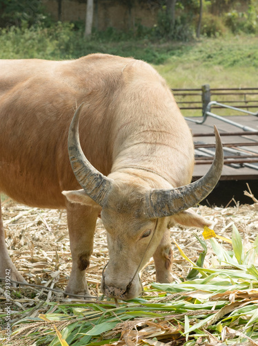 Albino buffalo