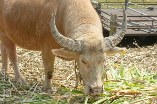 Albino buffalo
