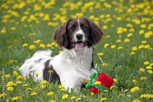 English Springer Spaniel with toy laying in meadow of flowers photo