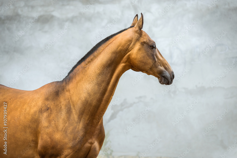Fototapeta premium Golden bay akhal-teke horse stallion on the grey wall background