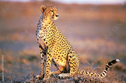 Cheetah ( Asinonyx jubatus ) sitting in Savannah, late afternoon sunlight