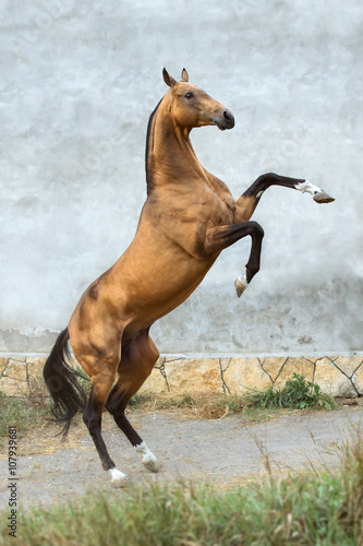 Golden bay akhal-teke horse stallion rearing up on the grey wall