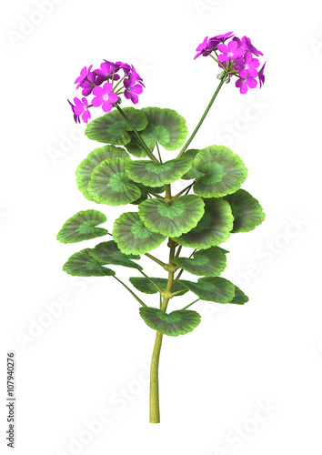 Fototapeta Naklejka Na Ścianę i Meble -  3D Illustration Purple Geranium on White