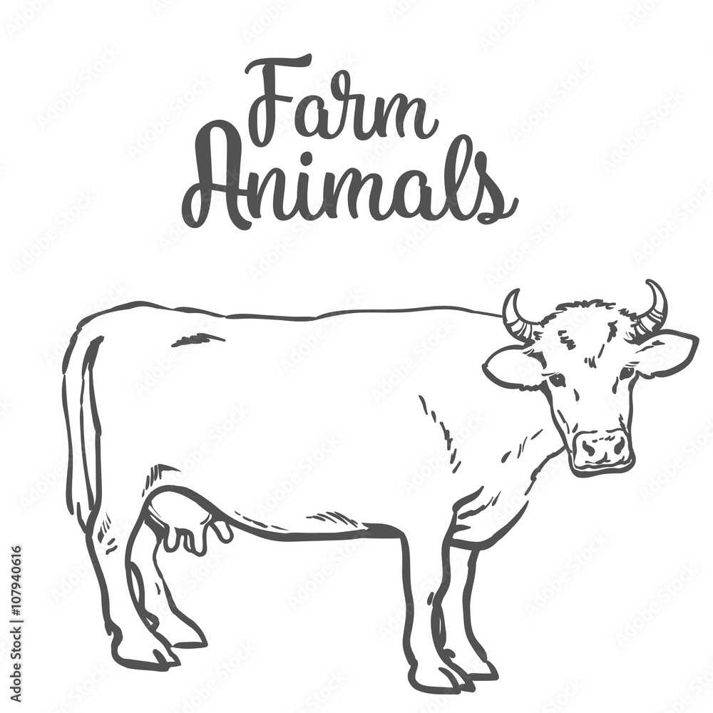 Vector sketch of a cow on a white background one isolated hoofed animal, farm cattle. Domestic cattle, linear illustration of a horned cow and dairy, Vector sketch of a cow on a white background one isolated hoofed animal, farm cattle. Domestic cattle, linear illustration of a horned cow and dairy,