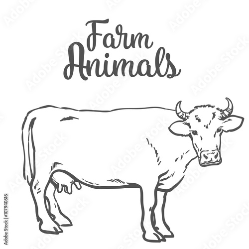 Vector sketch of a cow on a white background one isolated hoofed animal, farm cattle. Domestic cattle, linear illustration of a horned cow and dairy,