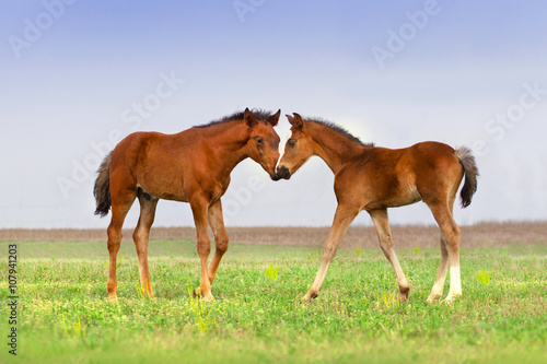 Two foal on pasture