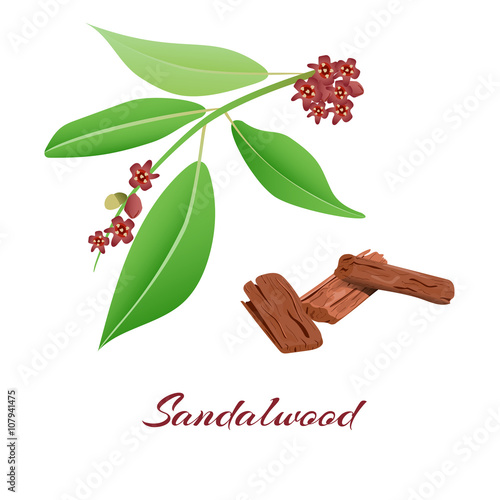 Sandalwood tree branch and bark.