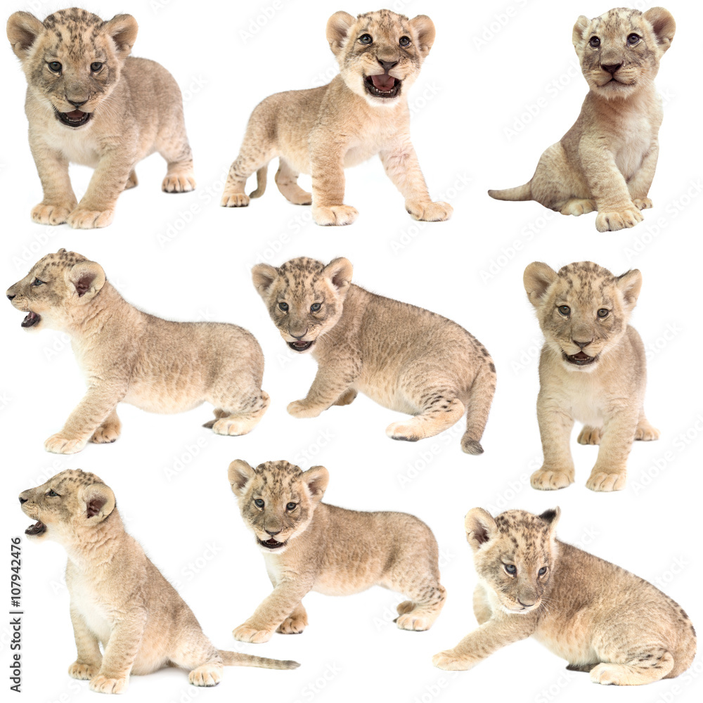 Naklejka premium baby lion (panthera leo) isolated