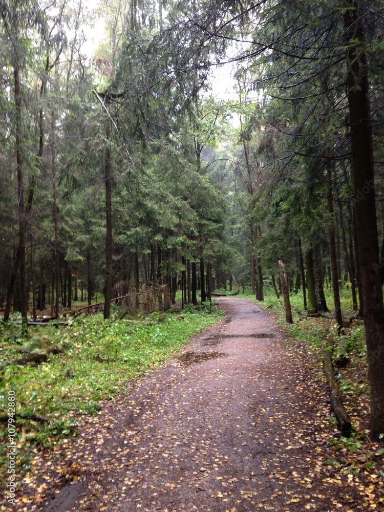 Obraz premium Тропинка в осеннем дождливом лесу.